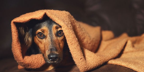 Spray naturale per cani con l'ansia - ilFiloRosso, Passione x l'Aromaterapia
