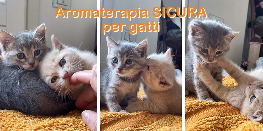 I prodotti ad azione calmante per il gatto